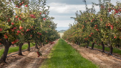 otis orchards